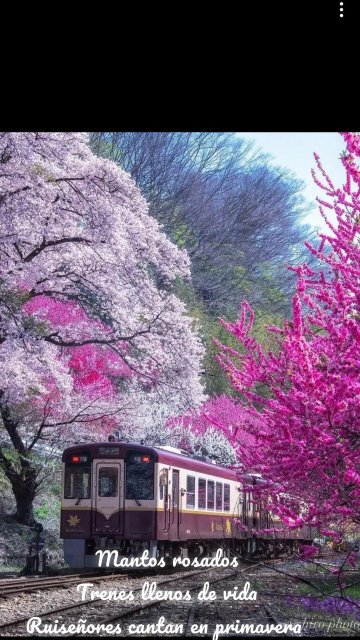 Mantos rosados Trenes llenos de vida Ruiseñores cantan en primavera